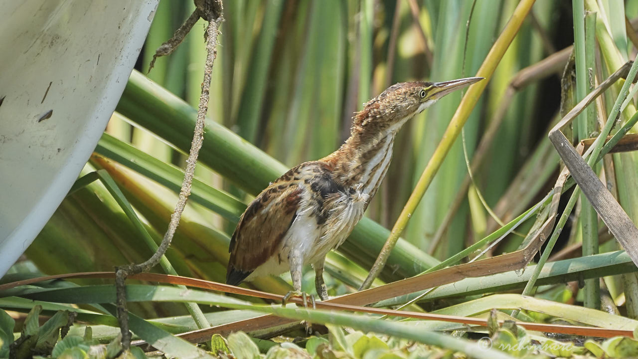 Least bittern