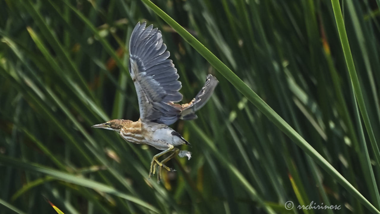 Least bittern