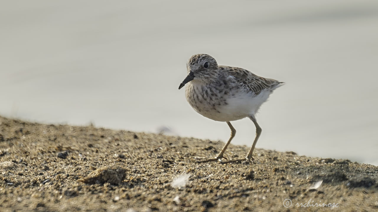 Least sandpiper