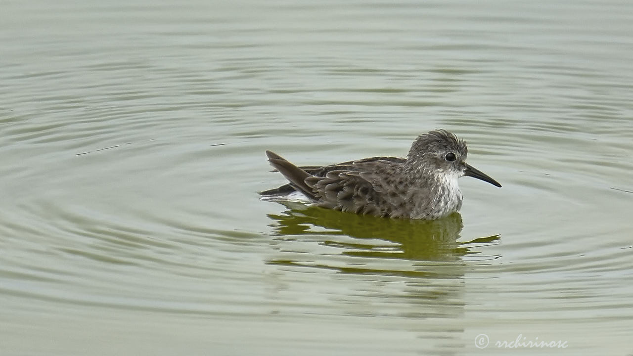 Least sandpiper