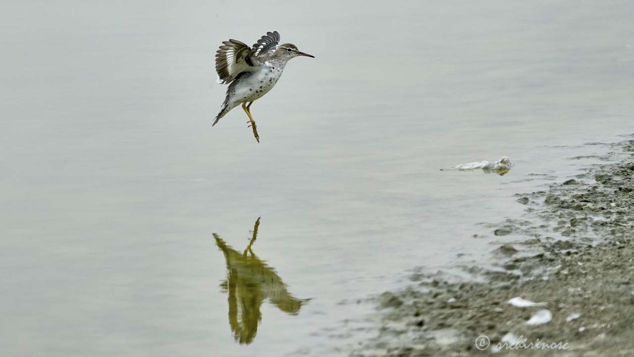 Least sandpiper