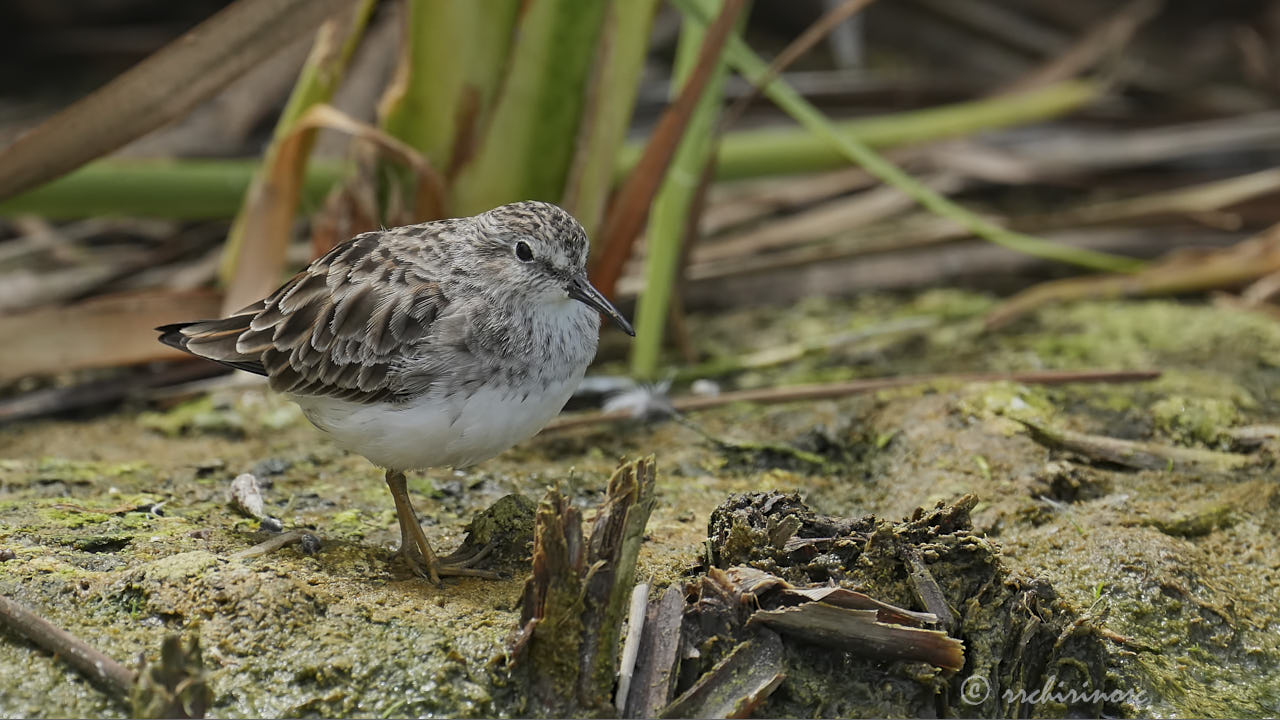 Least sandpiper