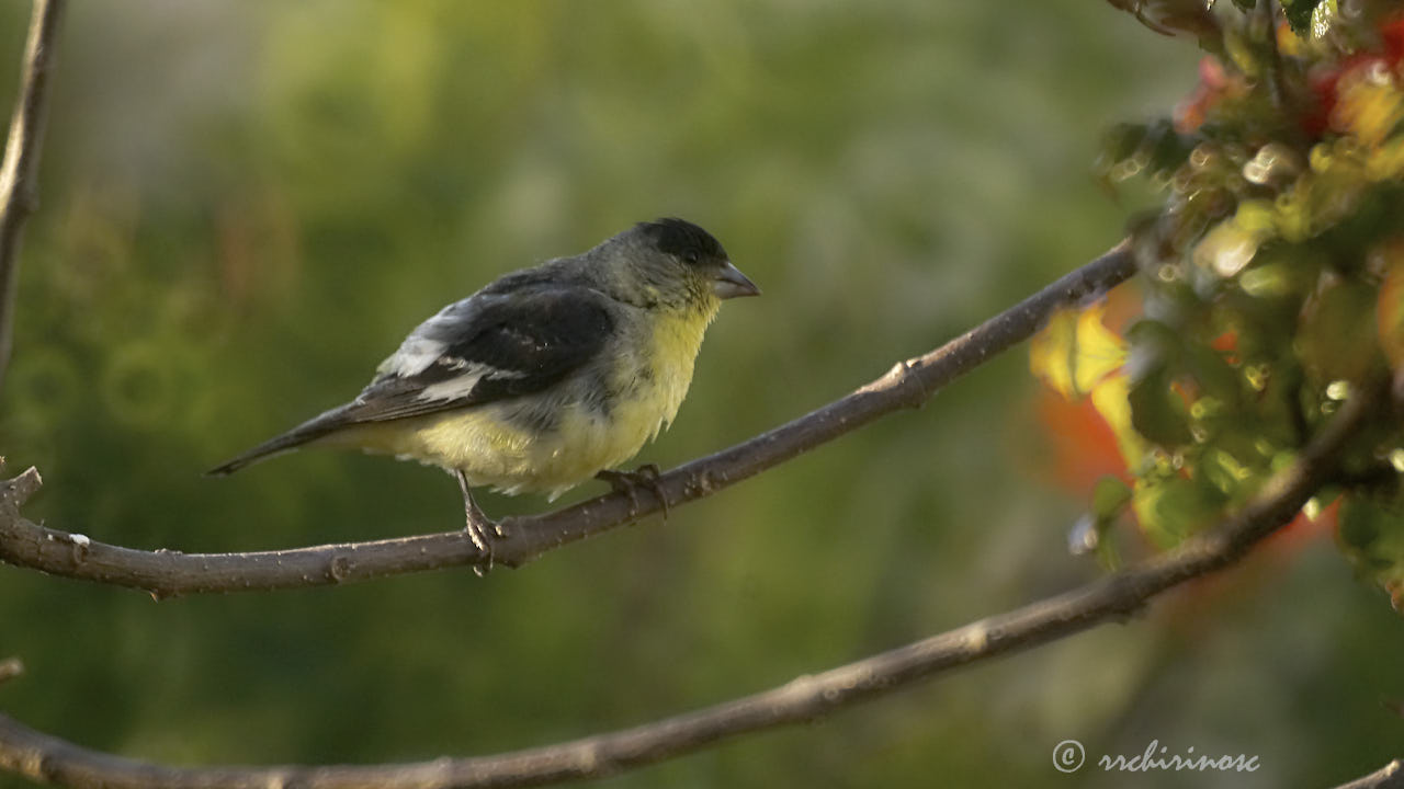 Lesser goldfinch