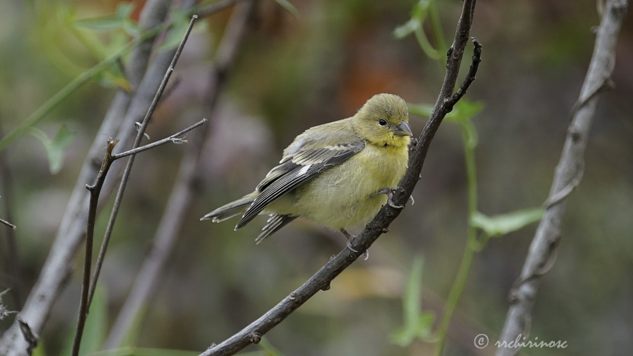 Lesser goldfinch