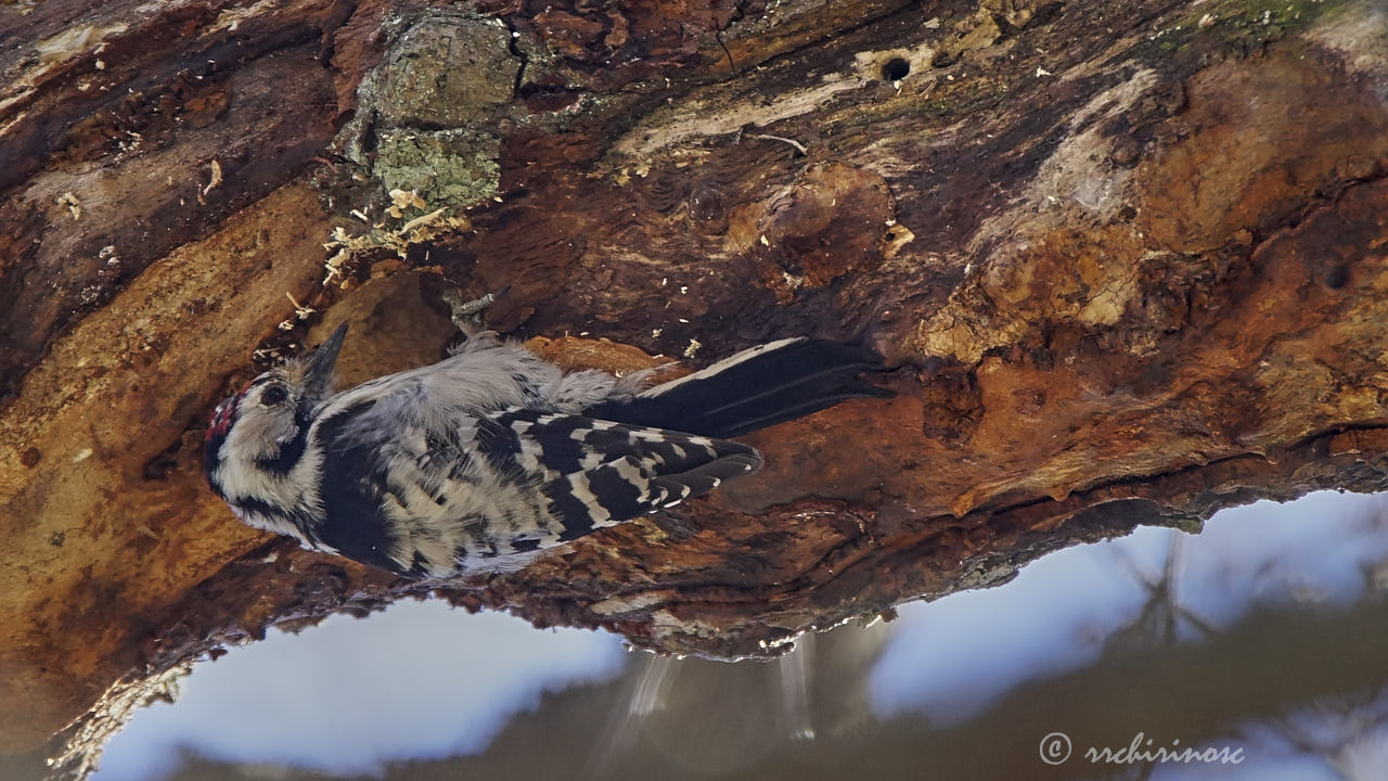 Lesser spotted woodpecker