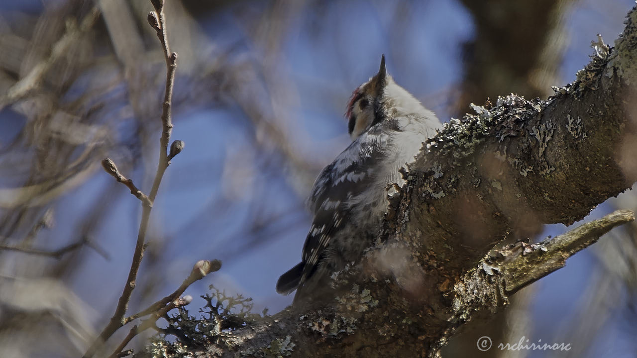 Lesser spotted woodpecker