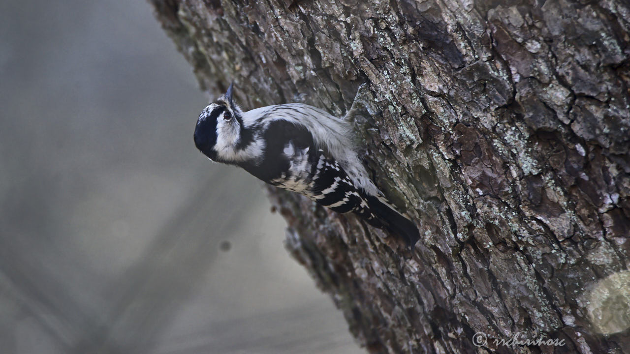 Lesser spotted woodpecker