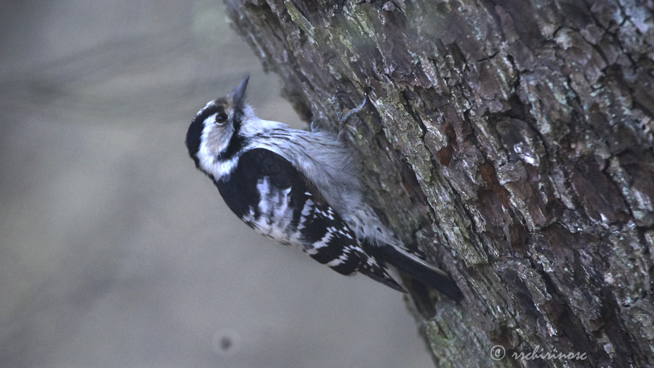 Lesser spotted woodpecker