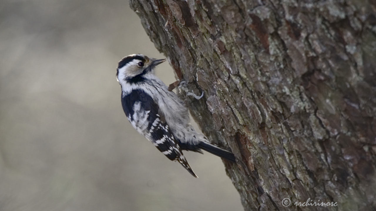 Lesser spotted woodpecker