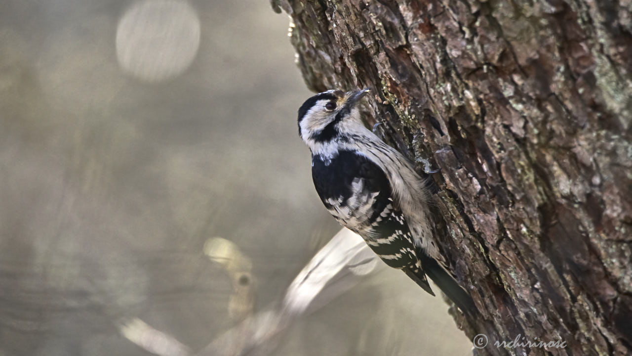 Lesser spotted woodpecker