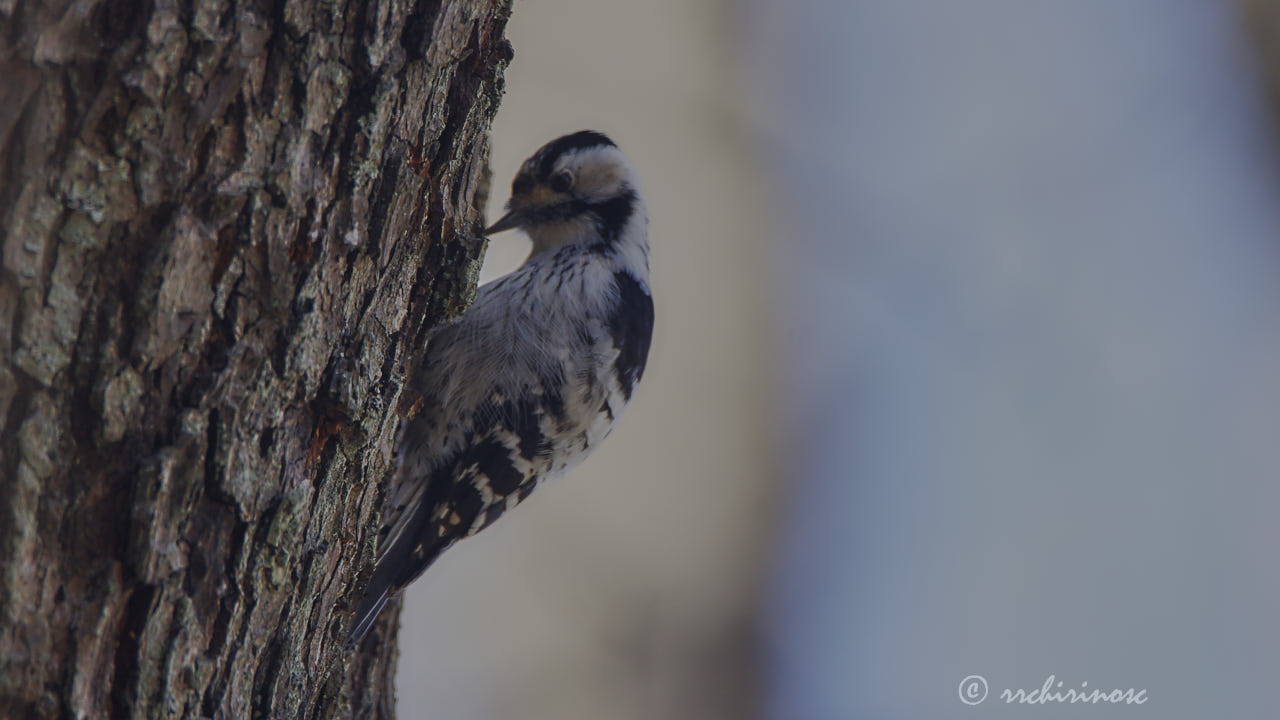 Lesser spotted woodpecker