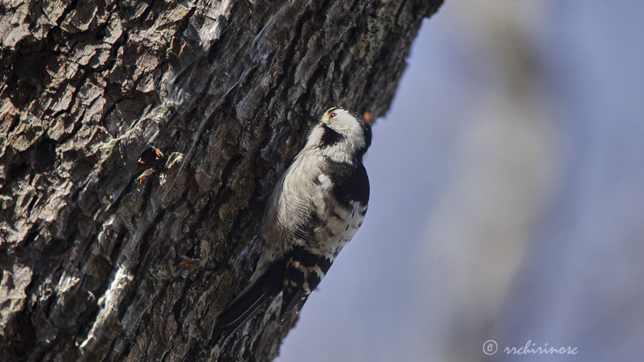 Lesser spotted woodpecker