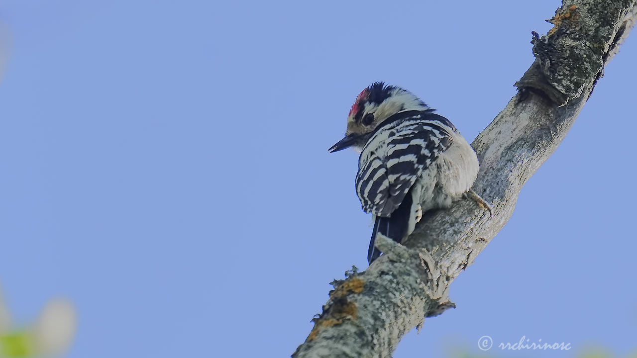 Lesser spotted woodpecker