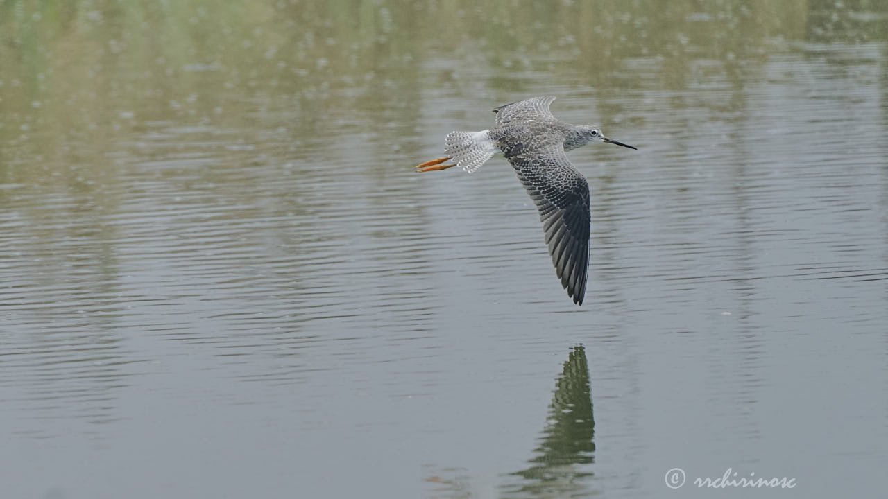 Lesser yellowlegs