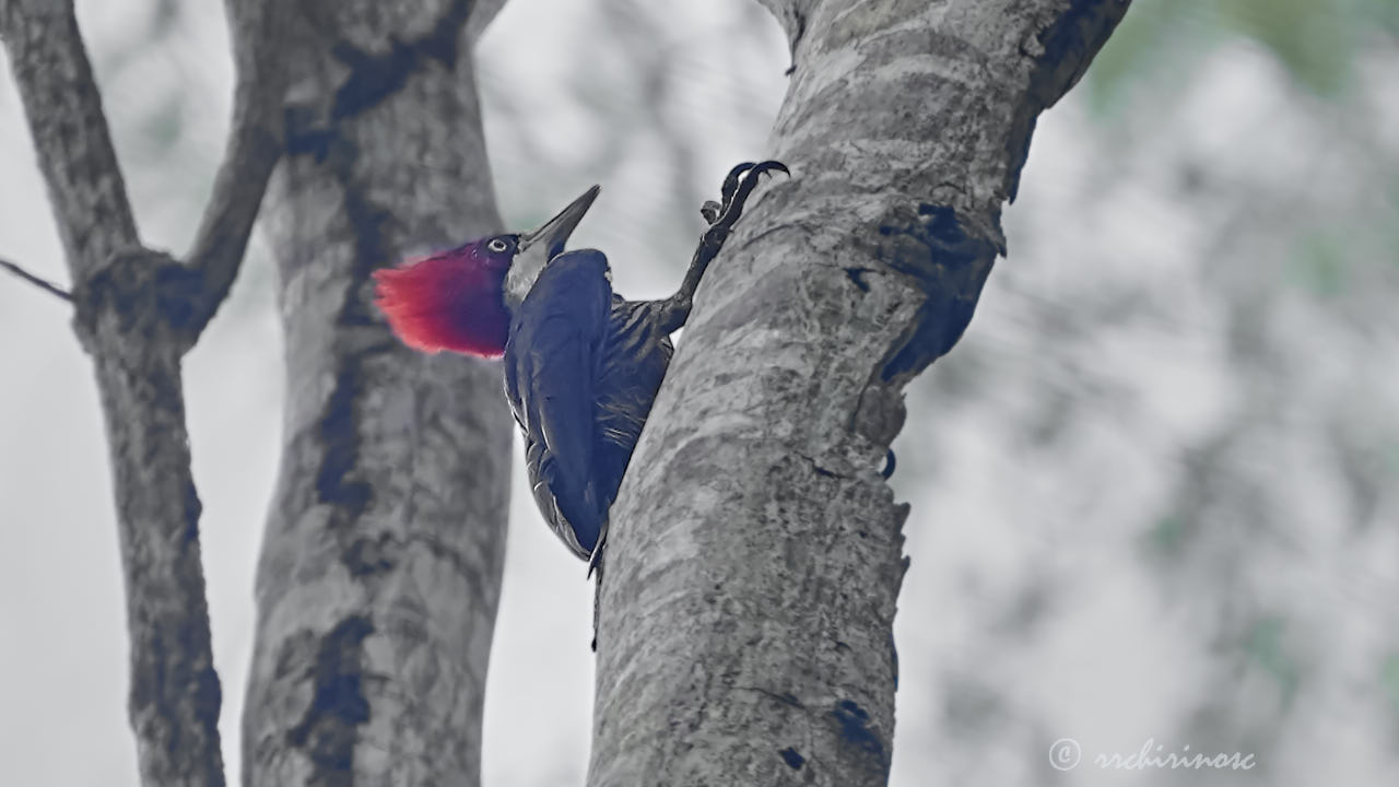 Lineated woodpecker