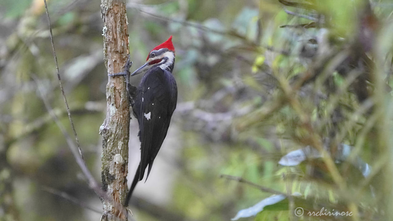 Lineated woodpecker