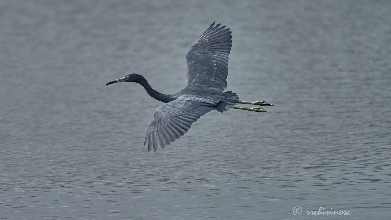 Little blue heron