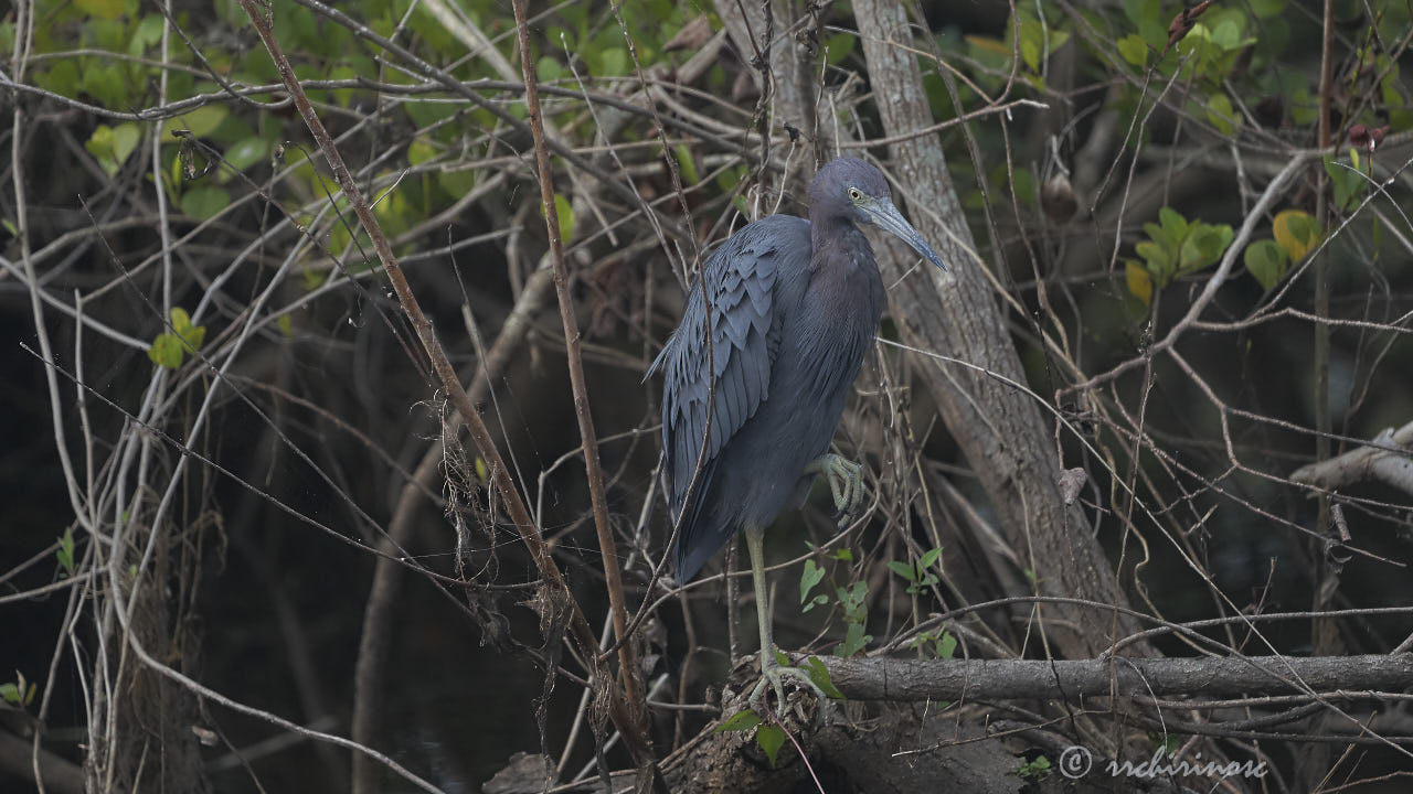 Little blue heron