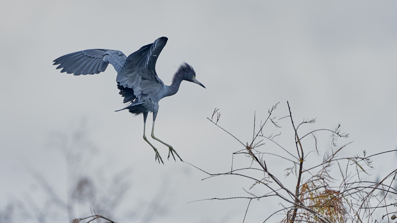 Little blue heron