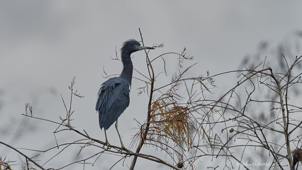 Little blue heron