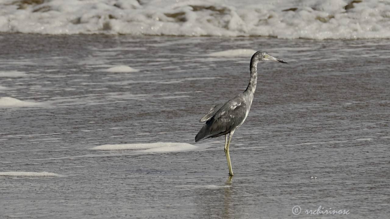 Little blue heron