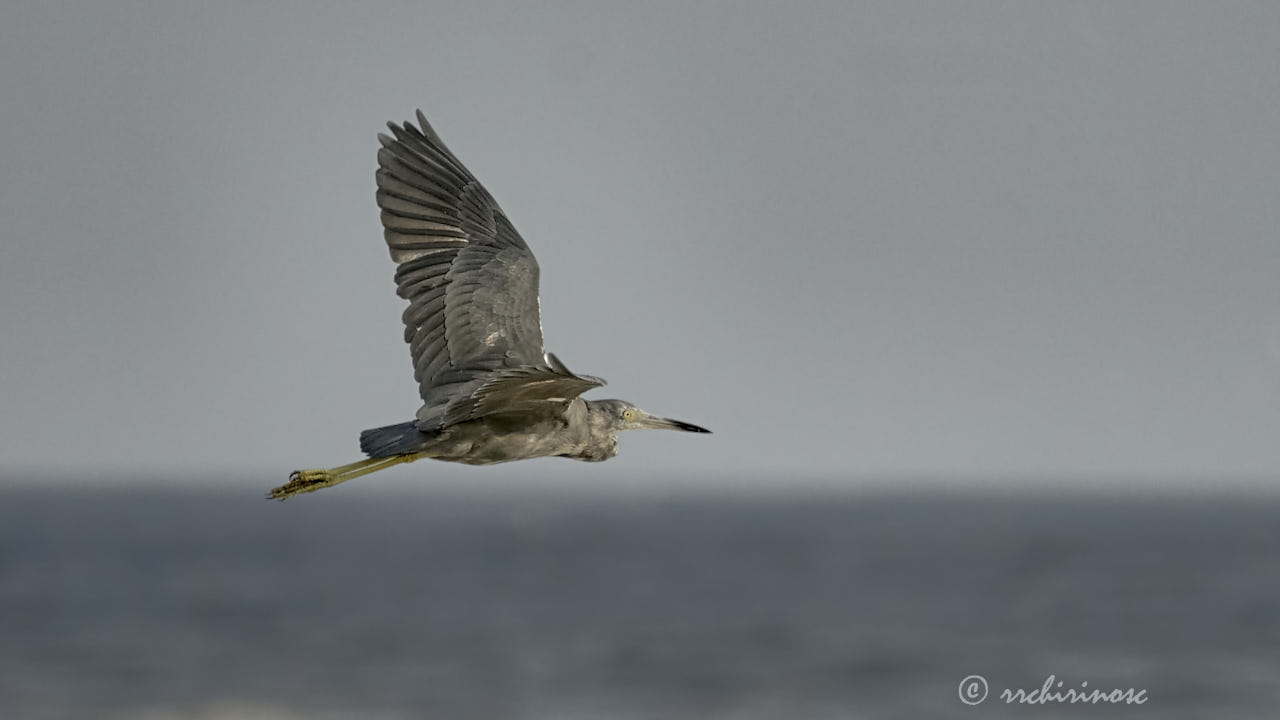 Little blue heron