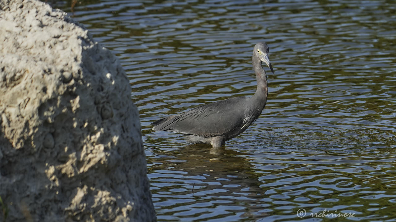 Little blue heron