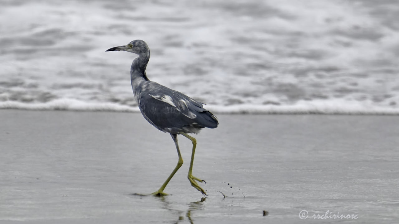 Little blue heron