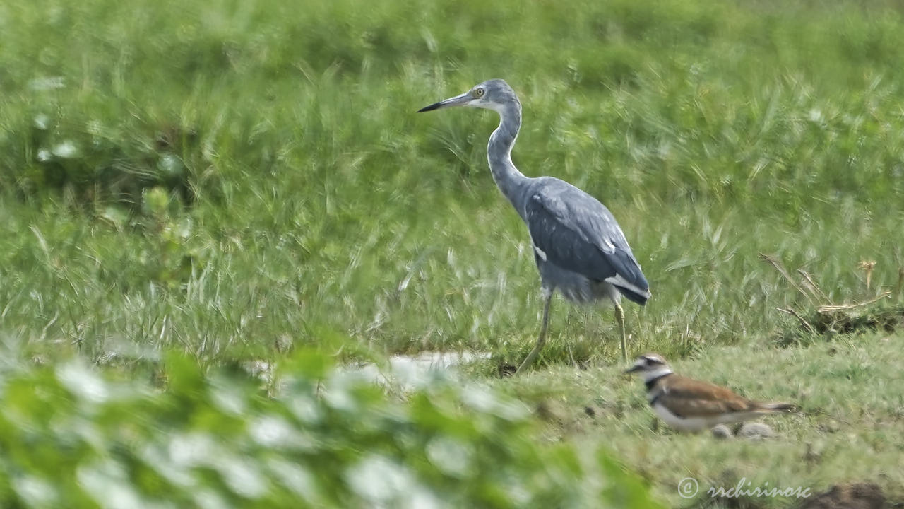 Little blue heron