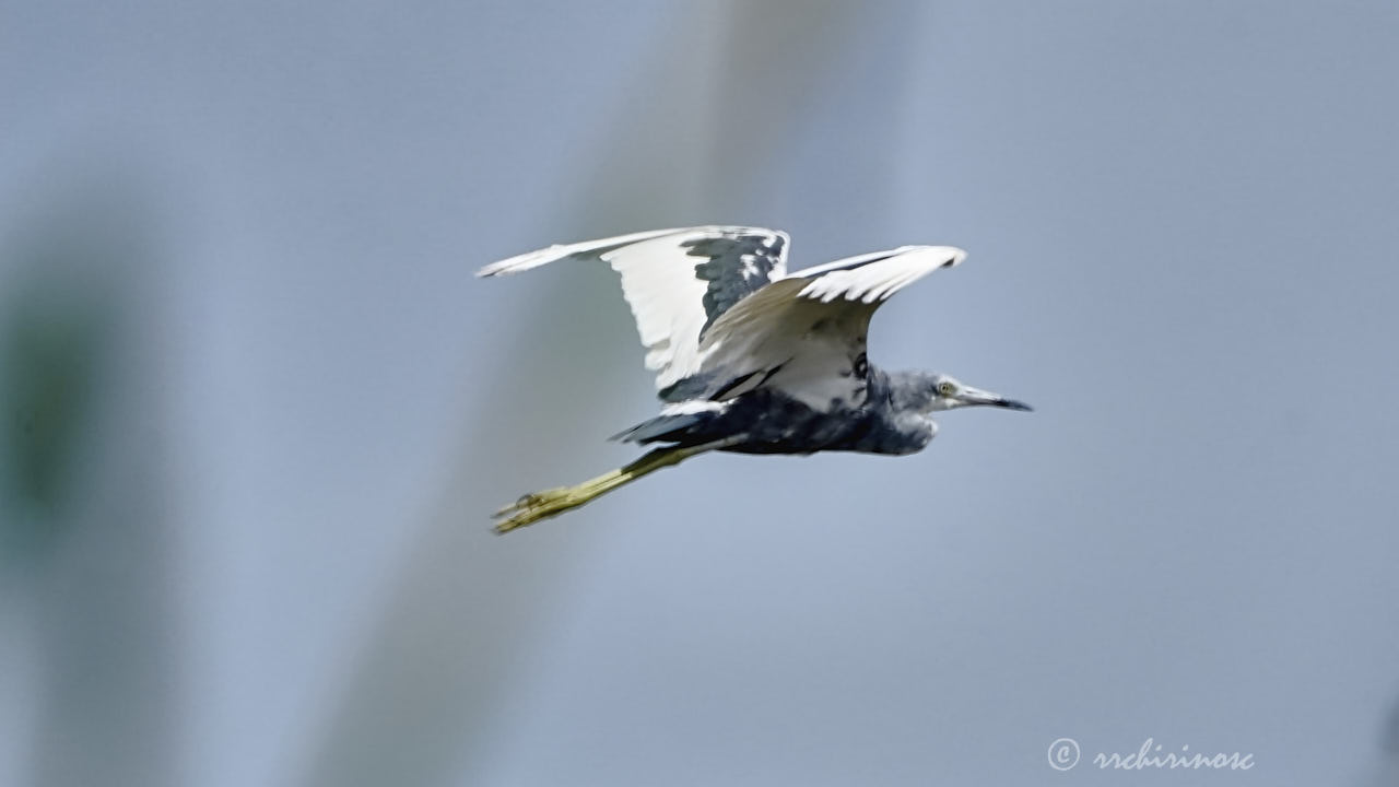 Little blue heron