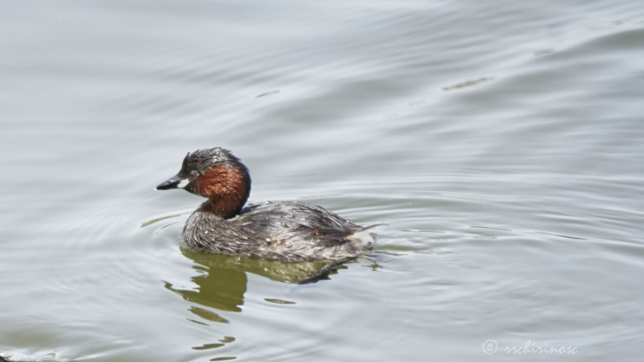 Little grebe