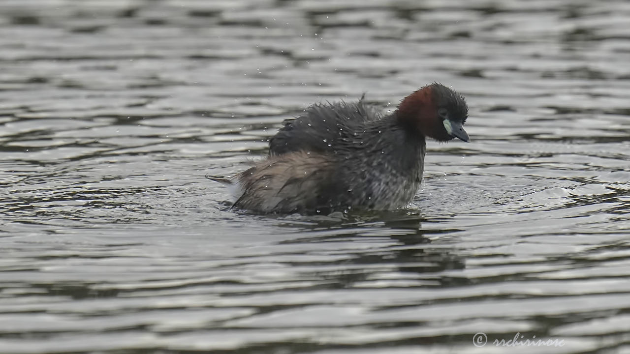 Little grebe