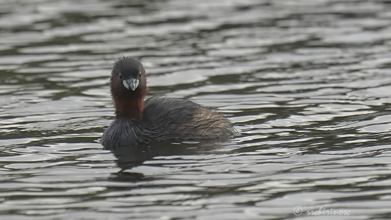 Little grebe