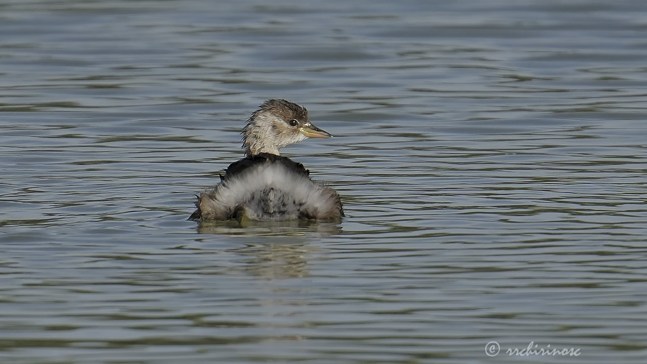 Little grebe