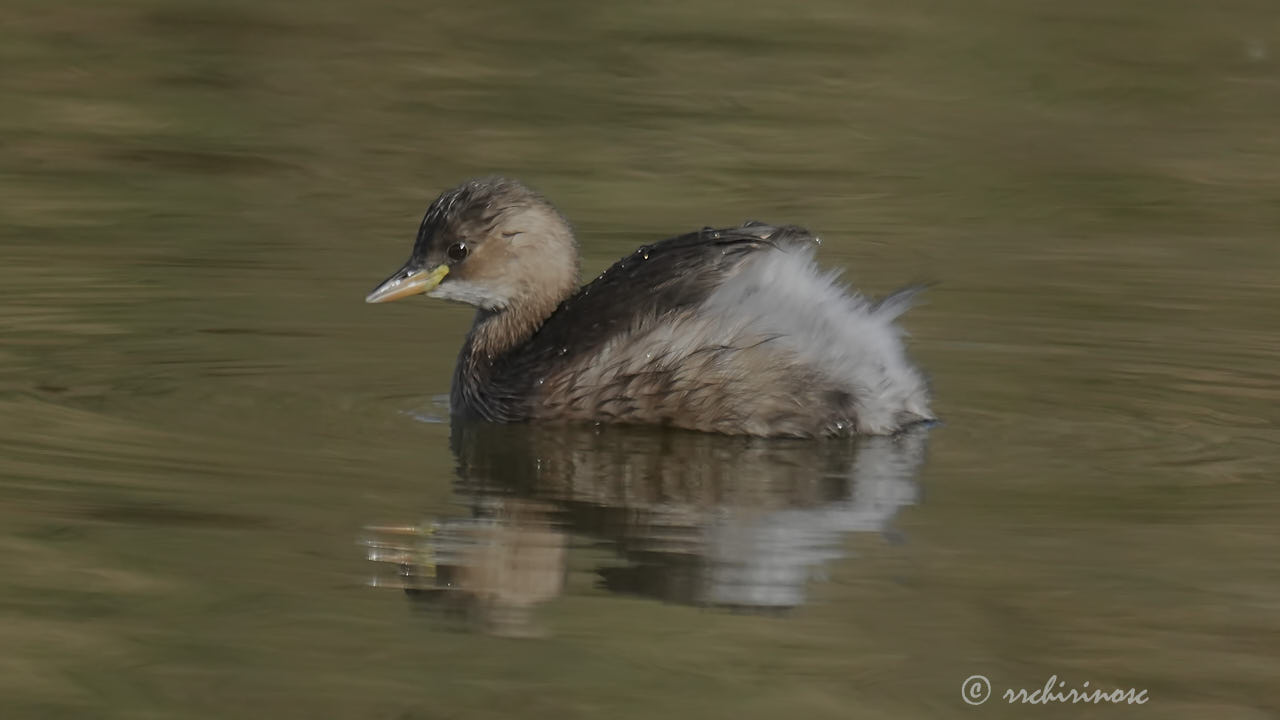 Little grebe