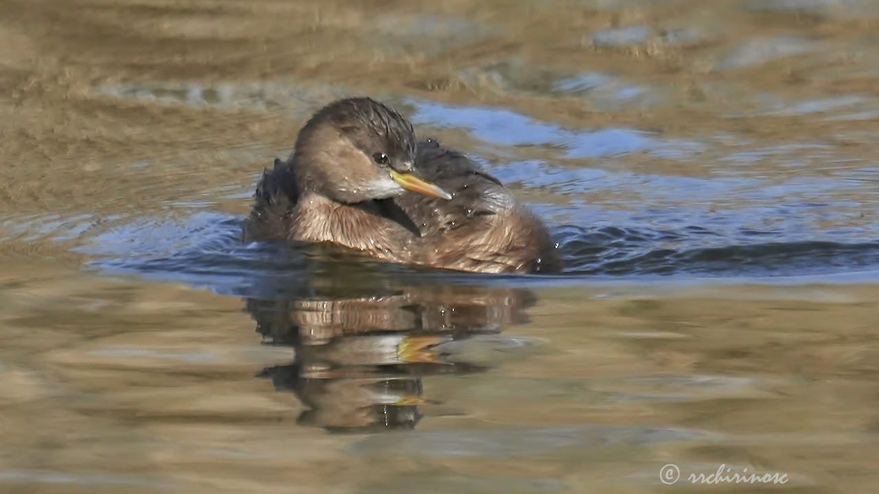 Little grebe