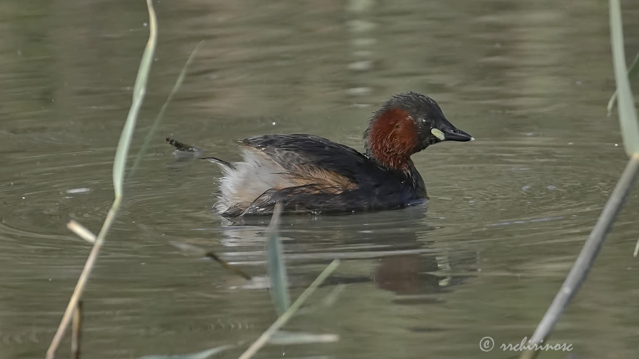 Little grebe