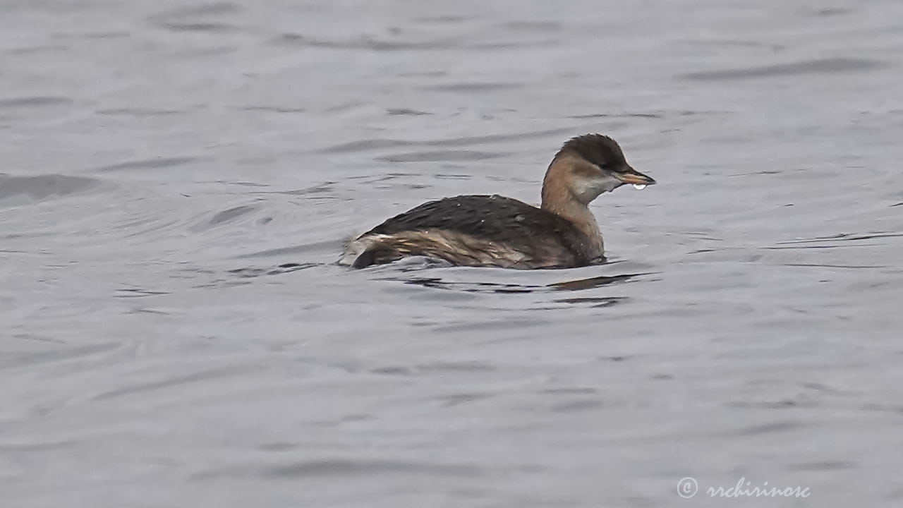 Little grebe