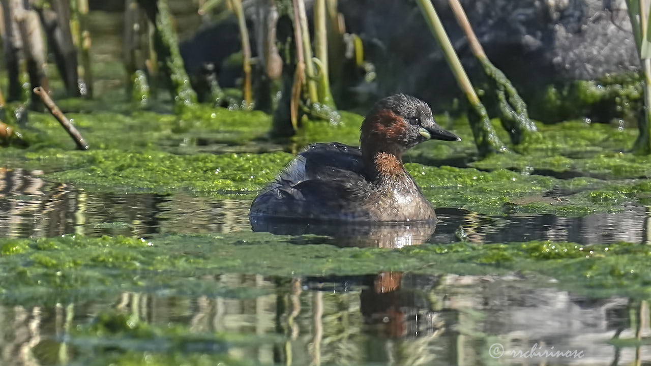 Little grebe