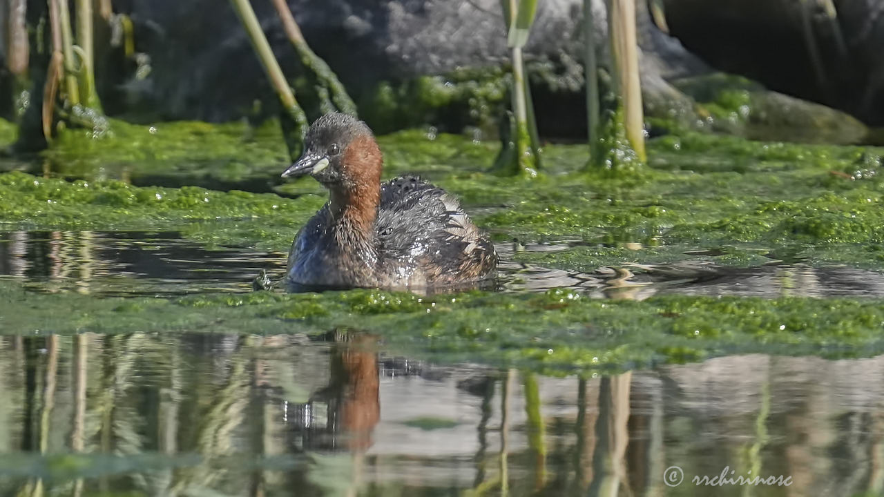 Little grebe