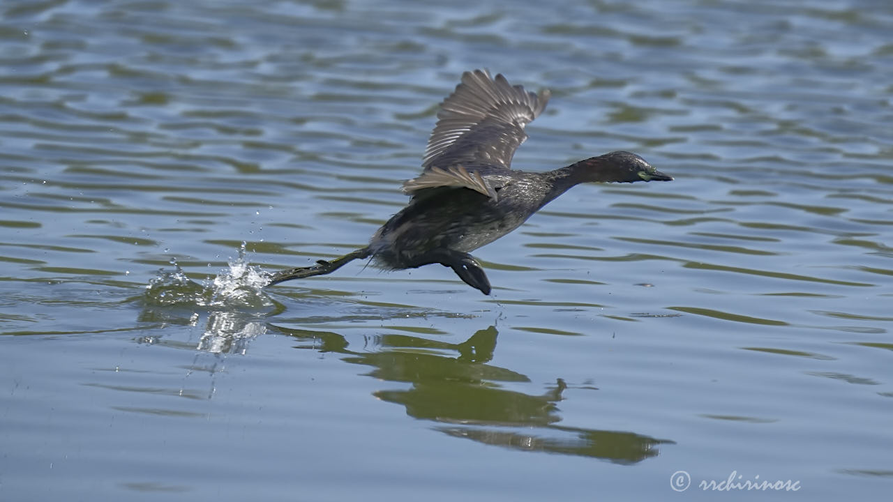 Little grebe