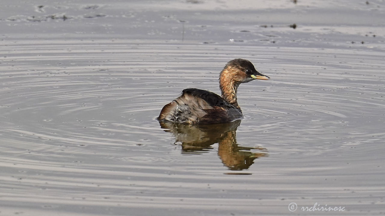 Little grebe