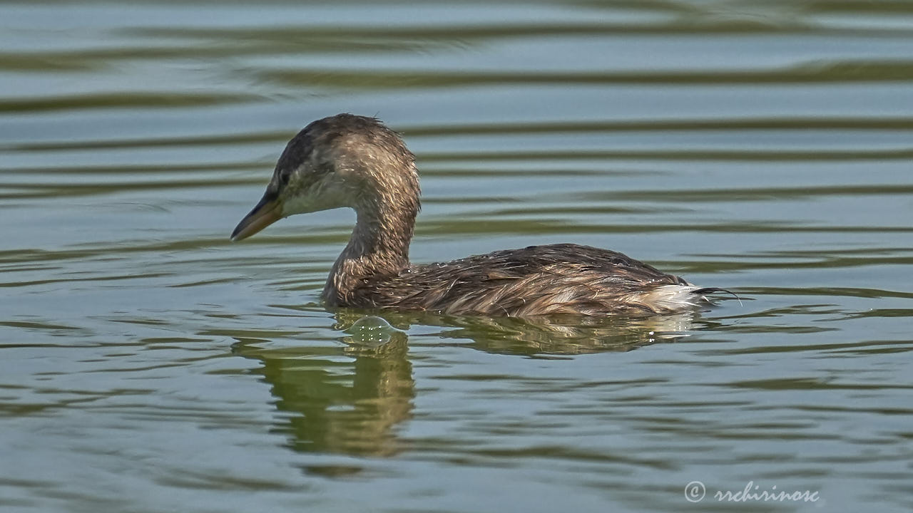 Little grebe