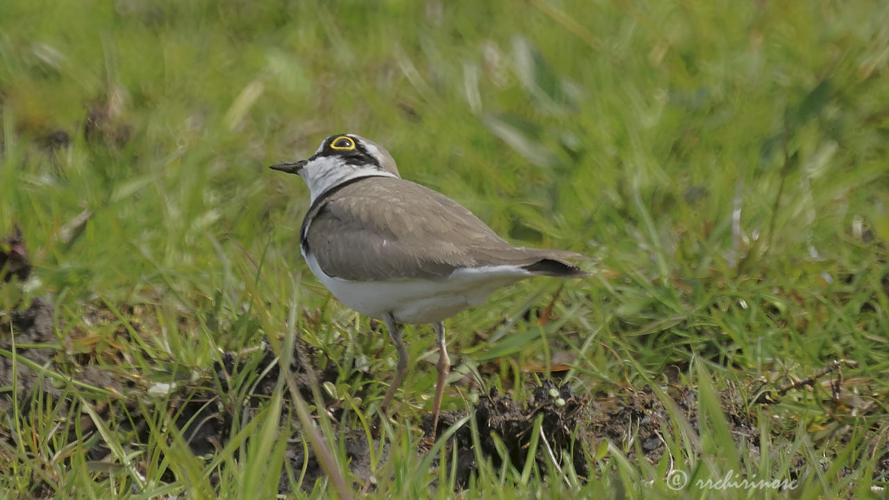 Little ringed plover