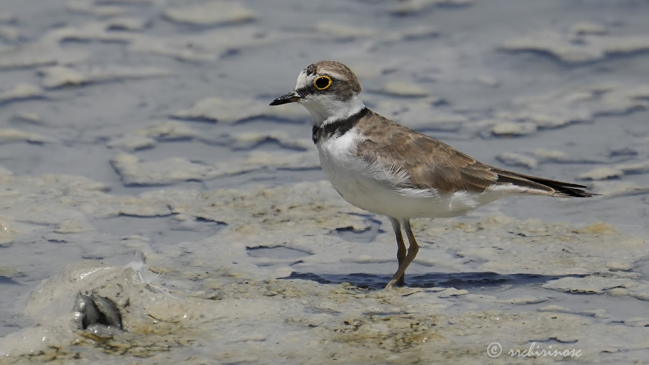 Little ringed plover