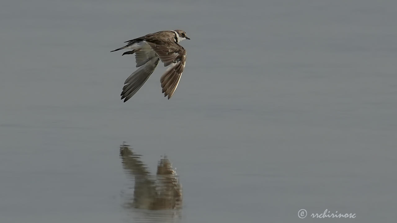 Little ringed plover