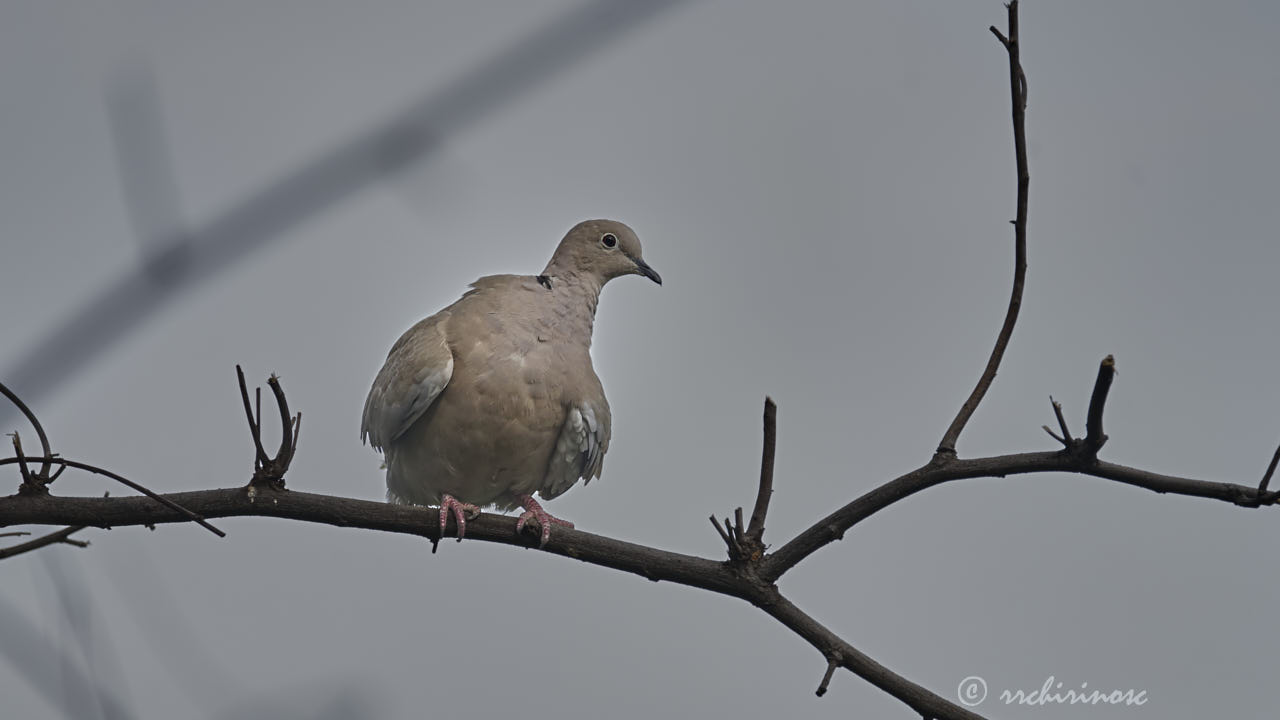 Barbary dove