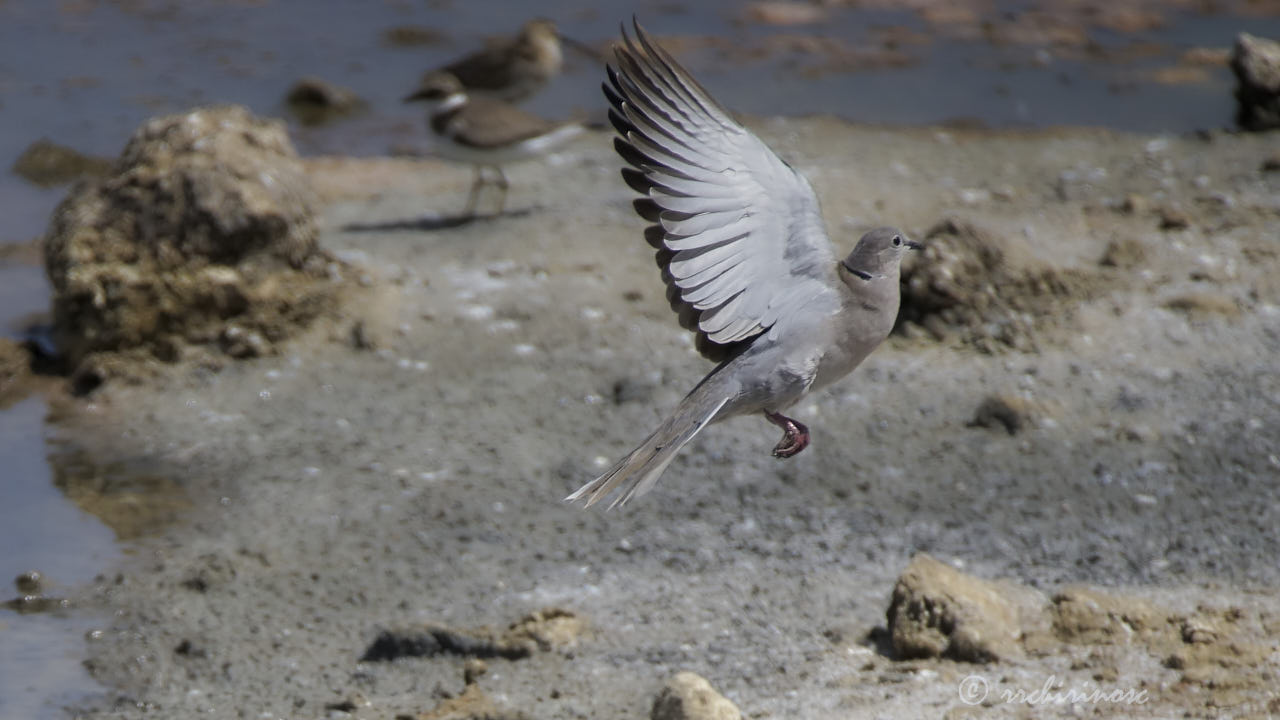 Barbary dove