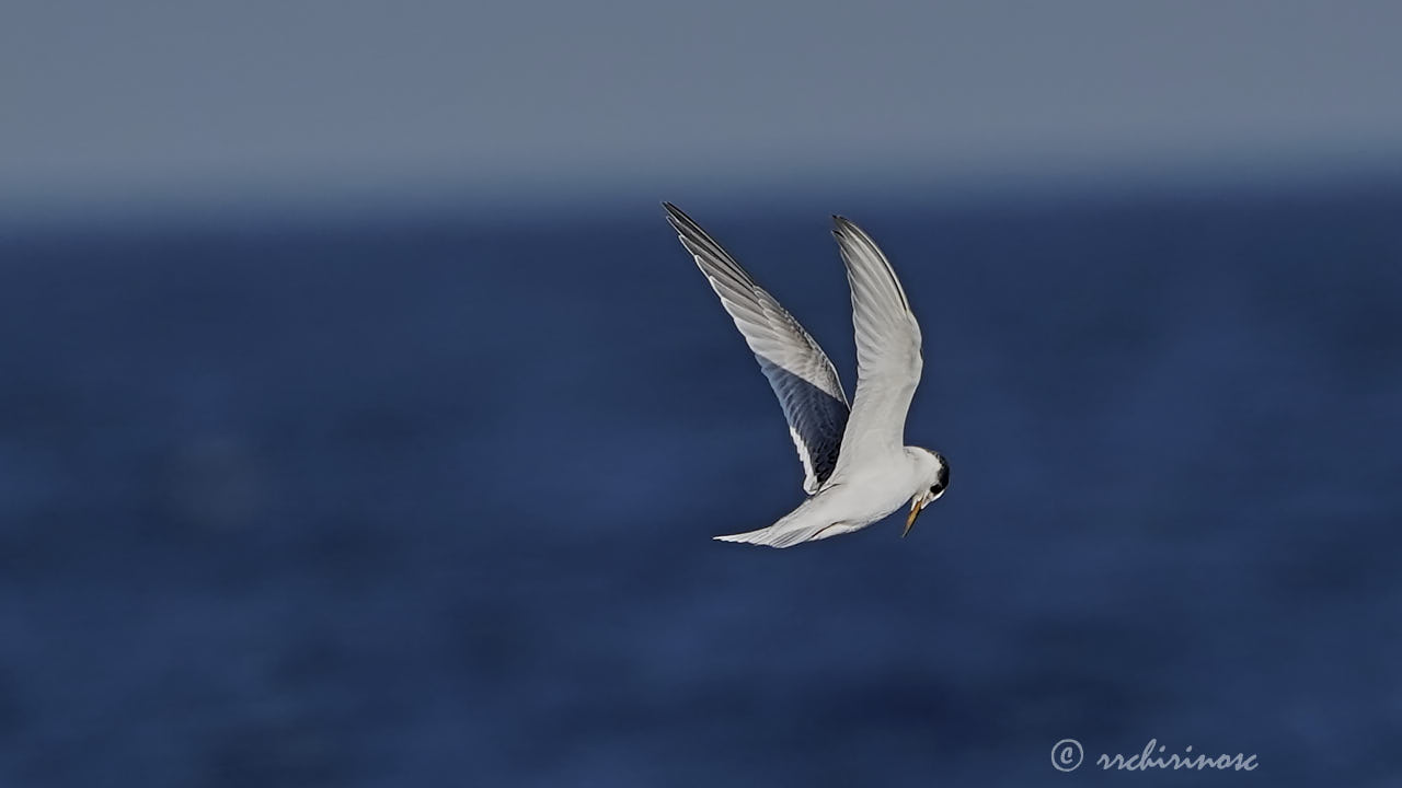 Little tern