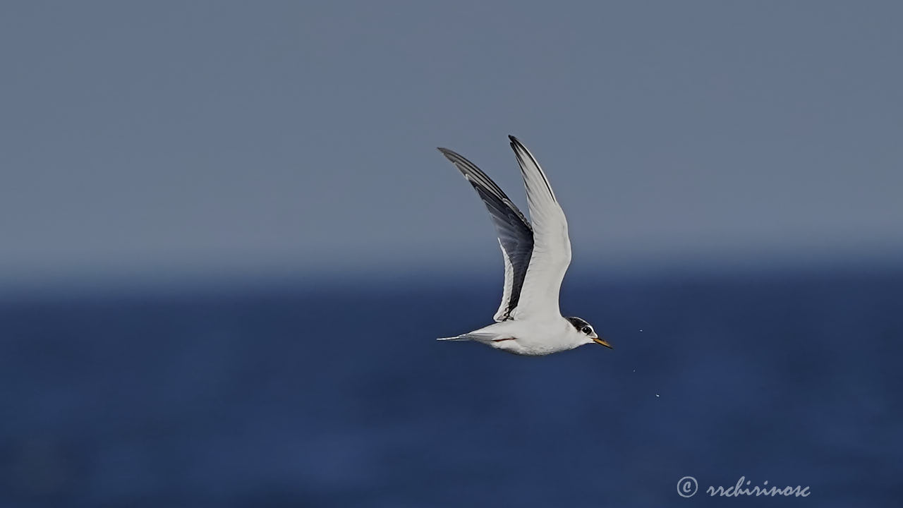 Little tern